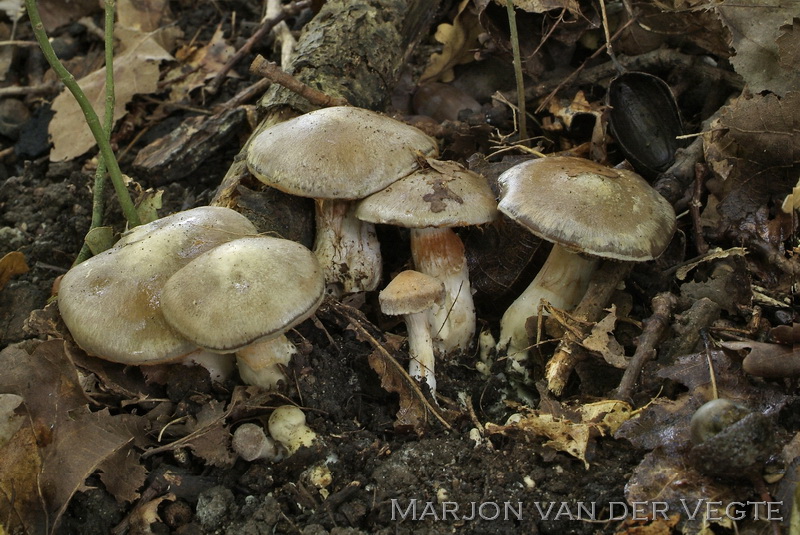 Olijfkleurige gordijnzwam - Cortinarius infractus